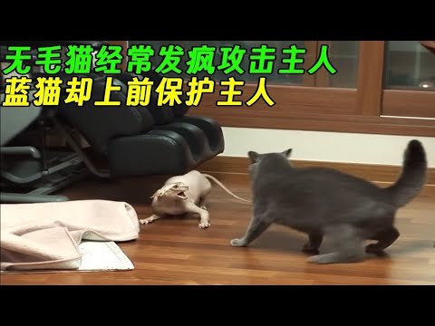 无毛猫经常发疯攻击主人，蓝猫却上前保护主人！