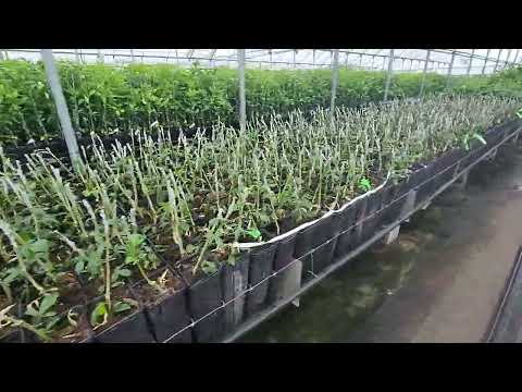 Citrus Trees We Just Grafted For a Local Famer - Madison Citrus Nursery