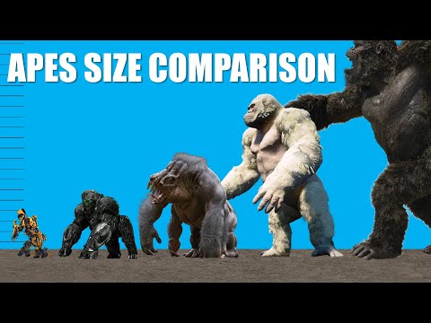 Movie Apes ANIMATED Size Comparison