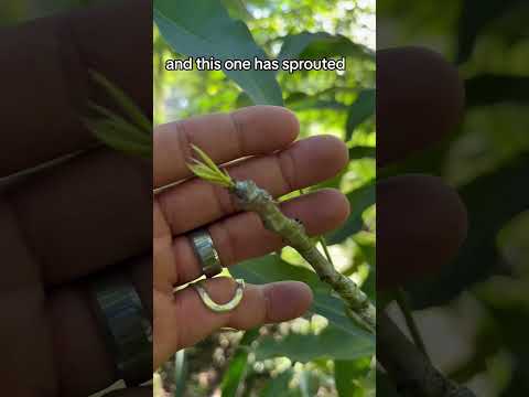 Graft update #graft #grafting #graftingfruittrees #mangotrees #andrethefarmer #permaculturelife