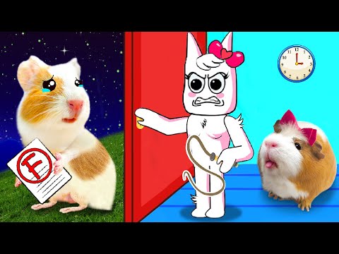 Sorry Banbaleena! Don't Mad At Hamster Hamster HamHam | Funny Animals | Life Of Pets HamHam