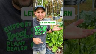 Why Lettuce May Bolt Early #shorts #growyourownfood #gardening #lettuce #garden #gardeningtips