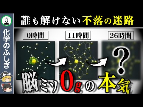 【ゆっくり解説】東京の〇〇に酷似…世界を驚愕させた「脳はないけど学習する生き物」