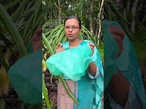 മഴക്കാലത്ത് ഡ്രാഗൺ പൂവിരിയുമ്പോൾ ശ്രദ്ധിക്കേണ്ട കാര്യങ്ങൾ