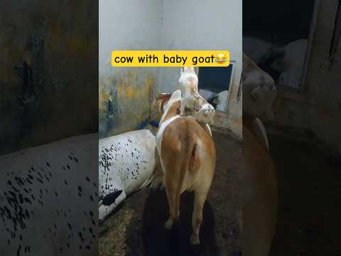 #viral #trending #goat #villagelife #yt #ytshort #ytviral #youtube #shortsfeeds #shorts #cow #goat