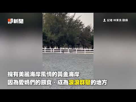 浪浪襲台南馬場釀3亡3傷　價值8百萬賽馬受驚嚇亡