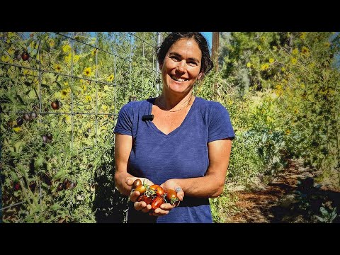 The Best Tomatoes For Hot Dry Climates