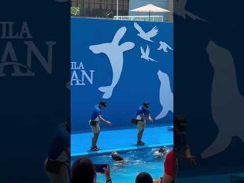 Manilaocean park #oceanpark #manila #dolphins #shortvideo #shorts #lovelyanimals #dance #philippines