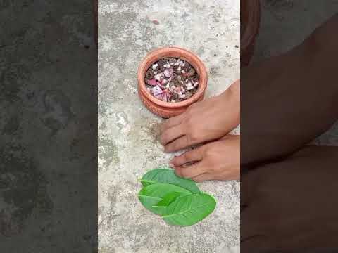 Propagate lemon tree by leaves.#diy #shots #garden