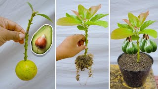 Amazing Avocado grafting technique propagate Avocado and Lemon plant cuttings for free Tree grafting