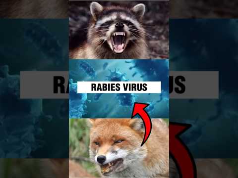 Drinking Water When You Have Rabies