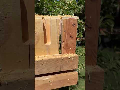 Routing out mortis on top of pergola beam with custom jig. #backyardgoals #diy #diywoodworking