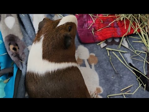 Guinea pig stream!!