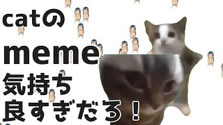 【猫ミーム】猫のミーム気持ち良すぎだろ！【おとわっか】#音mad #catmeme #猫ミーム #猫マニ #おとめっど #おとわっか #気持ち良すぎだろ！