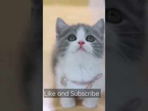 Cute cat video 😺 cat video 2023 #funny  #cat  #shorts #short