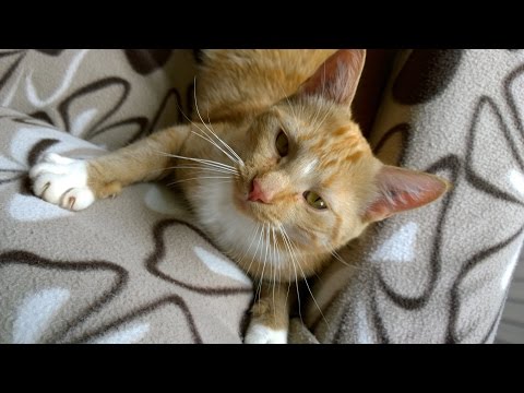 Our Friend, piano music & cat slideshow (original composition)