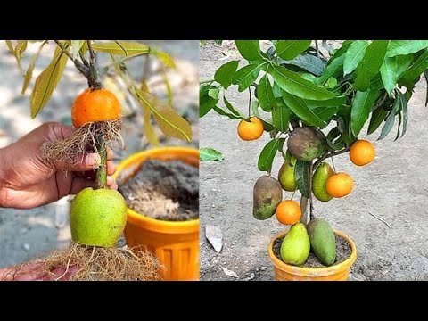 How to grow mango tree and orange fruit |Java apple to be single single tree |mix fruit #zkgreen