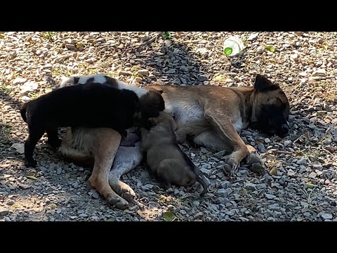 baby puppy drinking mom's milk .