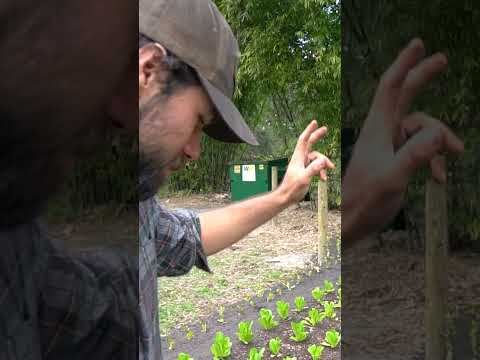 Transitioning from Sweet Potatoes to Annual Vegetable Crops