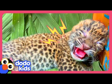 Can Rescuers Find This Tiny Leopard's Mama? | Dodo Kids | Rescued!