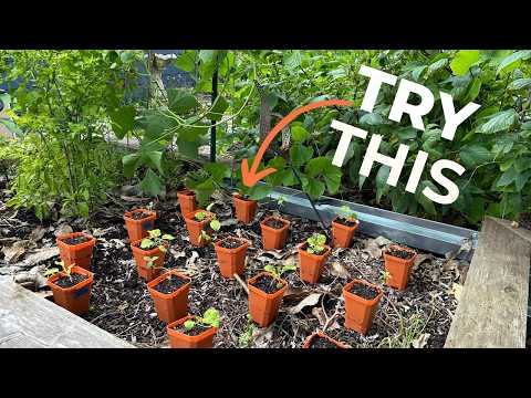 My Plant Spacing Growing Secrets for Huge Harvest