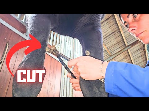 Horses have 5 toes🧐 Spa day. Cut nails! Clipping legs, beard and ears | Friesian Horses