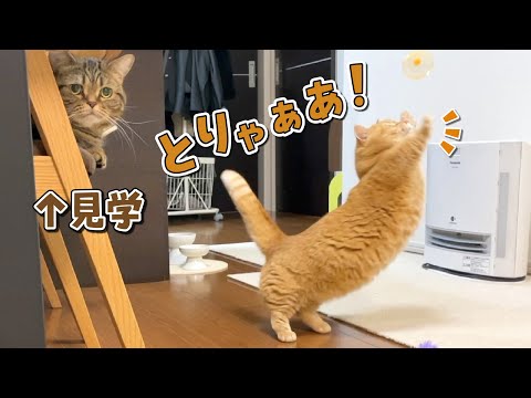 童心に帰っておもちゃで大はしゃぎする猫が可愛すぎた！