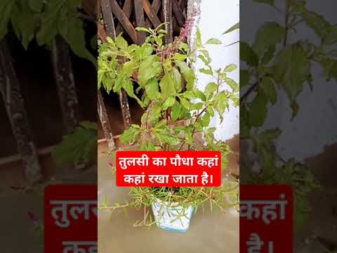 तुलसी का पौधा कहां कहां रखा जाता है। #tulsi #tulsyan #nature