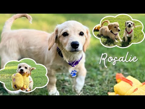 Rosalie is a GOLDEN girl! This dachshund is ready to fall asleep in your arms!