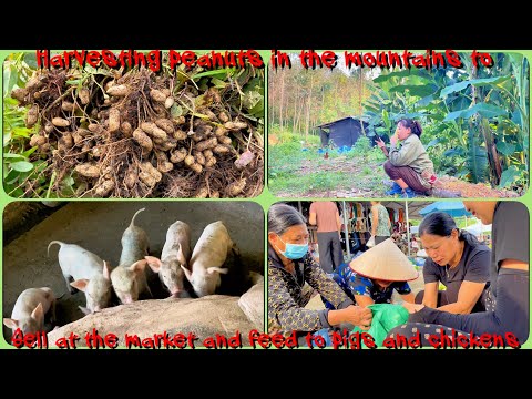 Life in the mountains: Harvesting peanuts to sell at the market and feed to pigs and chickens