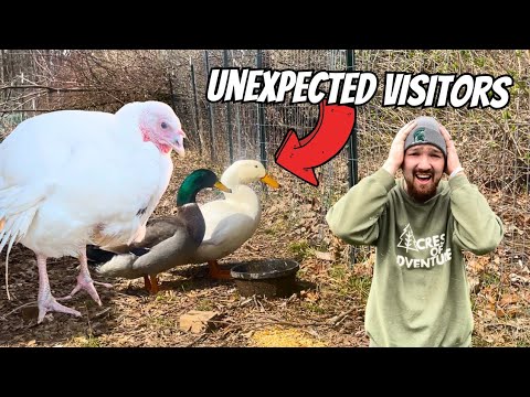 Unexpected Story Of How We Got A Turkey and Ducks (not planned)