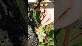 Cleft Grafting Kiwi 🥝 | SGS4-14R #grafting #graftingtechnique #treenursery