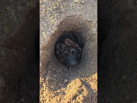 Rare Tunnelling Dog Discovered