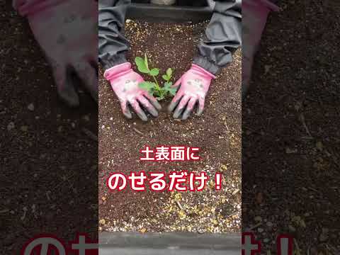 簡単すぎてビックリ！土壌改良して古い土に新しく苗を植えます！らくらく土の改良材！#花ごころ #家庭菜園 #shorts