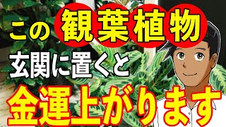 【歓喜】金運爆上げ！玄関に置くと運気が上がる観葉植物5選