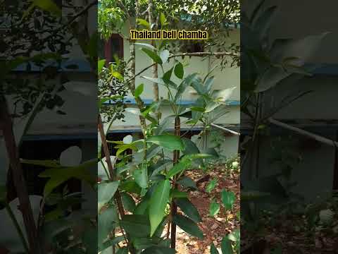 Thailandbell Chamba #tamil #tamilsong #love #fruit #bonsai #gardening #anirudh #song #garden #canada