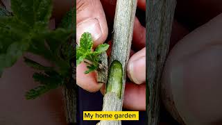 Plant Grafting / How to Grafting Fruit Tree / Grafting Technic / My home garden.