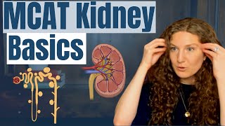 MCAT Biology: Kidney Essentials