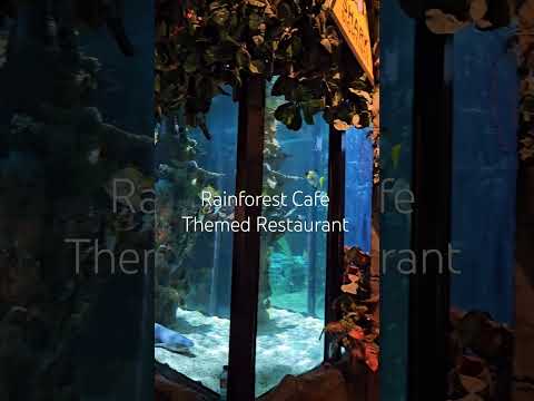 📍Rainforest Cafe in Clifton Hill, Canada🍴 how was your experience?? #niagarafalls #canada