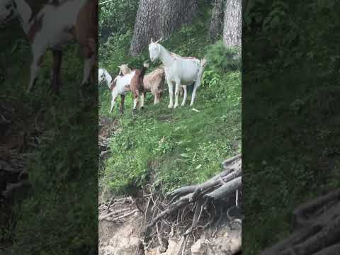 Mountain lovers #northenareas #pakistan #animals #goats @MrBeast @DuckyBhai @Sistrology #short