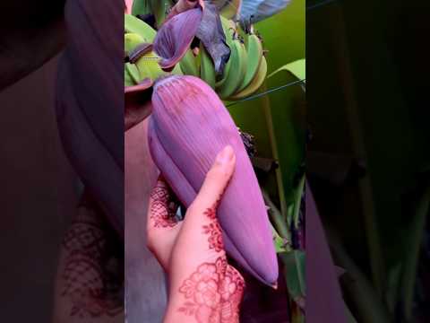 Banana flower #banana #bananatree #gardening #harvest #harvesting #shorts #shortsfeed #viral #fyp