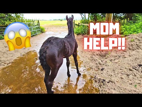 Mom help me!😱 Wait for me! I can't get past | A villa for the sheep | Friesian Horses