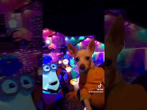 Penny checking out halloween inflatable display lights #chihuahua #halloween