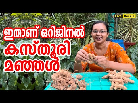 ഒറിജിനൽ കസ്തൂരി മഞ്ഞൾ തിരിച്ചറിയുക /kasthuri Manjal - 9946554359