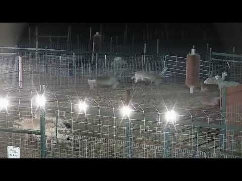 ReindeerCam Live Stream