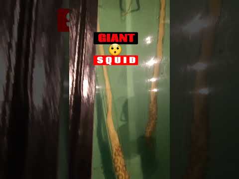 GIANT Squid 🐙  😬 #shorts #hugefish  #squid #aquariumlife #octupus #sealifeaquarium #viralshort