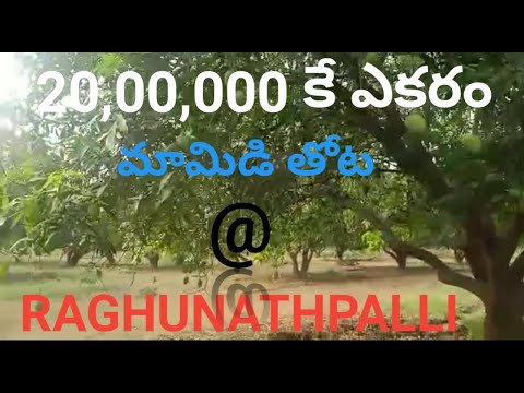 మామిడి తోట అమ్మబడును // Land For Sale  // Raghunadpalli