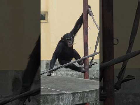 チンパンジー❤️職人の風格🔨🐵ロジャー6歳🥰(私の妄想) #おもしろ #動物 #京都市動物園 #shorts