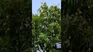 Mango 🥭 Tree (Tree's) #mangotrees #mangorecipe #mangojuice #fruitcutting #naturalbeauty