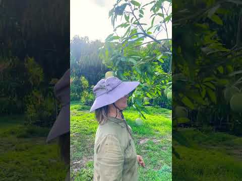 A Half Tree of Mango Fruit?! #mango #mangoharvest #mangoseason